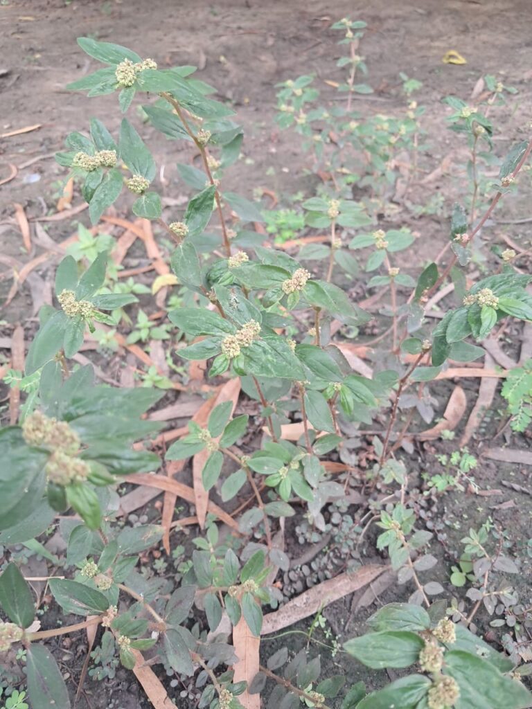 Euphoria Hirta (La malnommée)