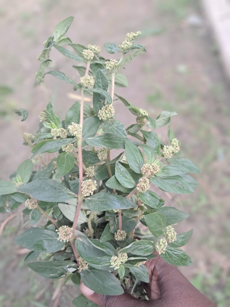 Euphoria Hirta (La malnommée)