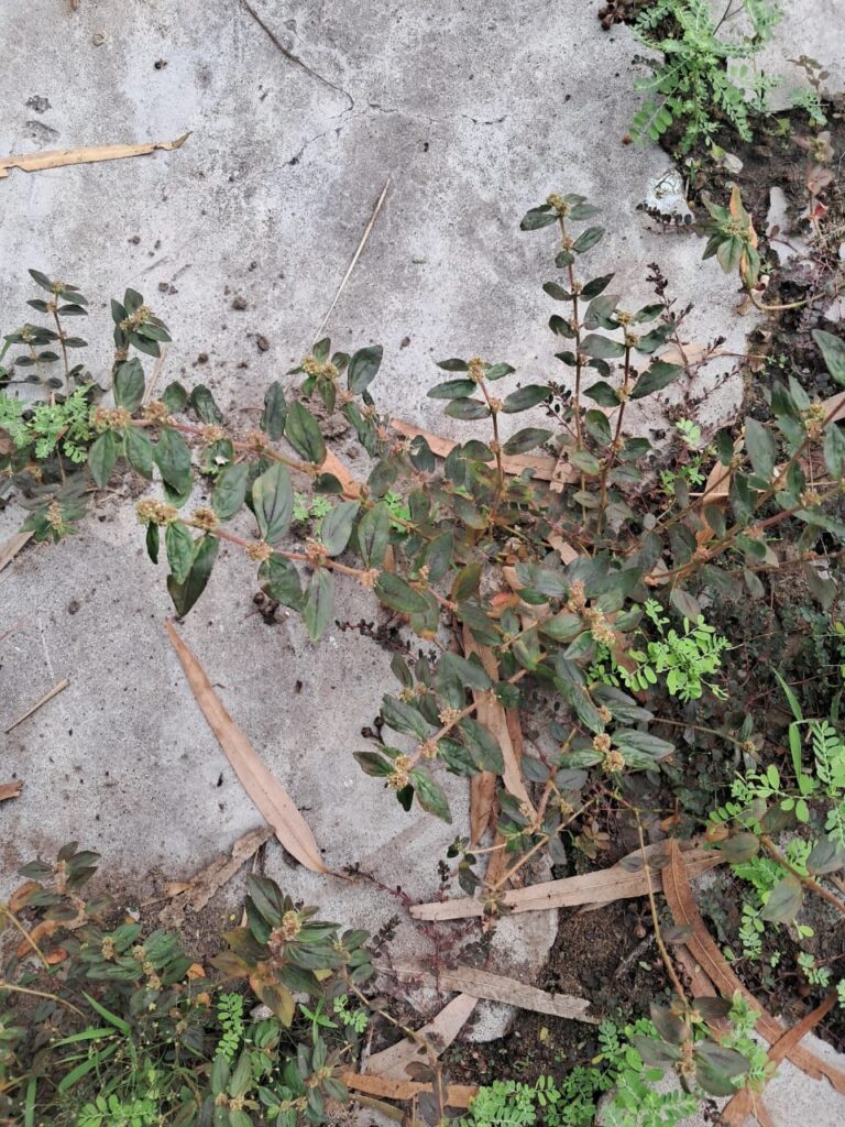 Euphoria Hirta (La malnommée)