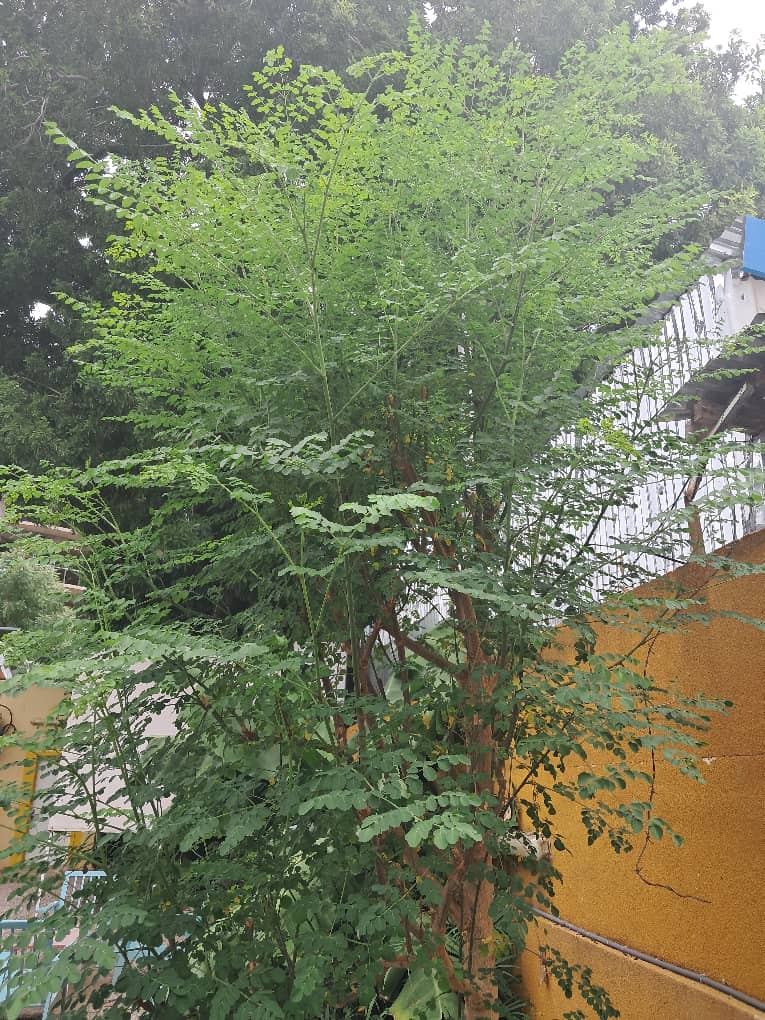 Moringa arbre